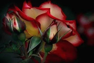flores