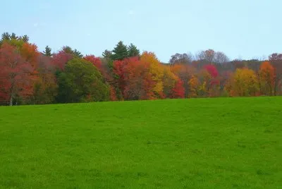 autumn woods