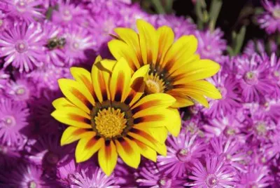 Flors jigsaw puzzle