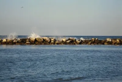 Gabbiano a Cattolica