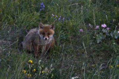 Cucciolo di volpe