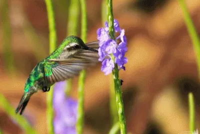ColibrÃ¬