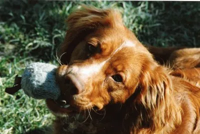 Max jigsaw puzzle