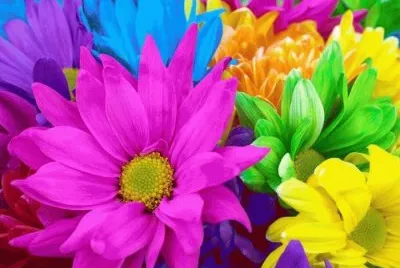 flores