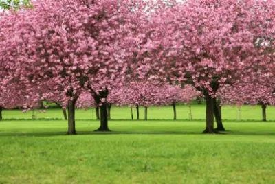 Sakura Trees