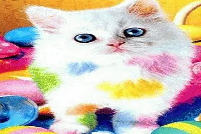gato multicolor