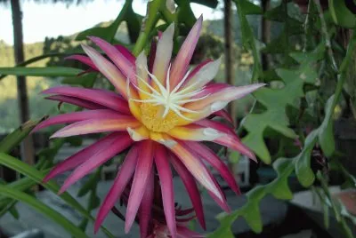 Fiore jigsaw puzzle