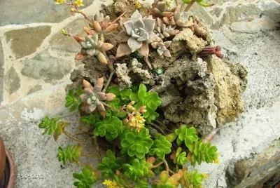 ..mini giardino roccioso jigsaw puzzle