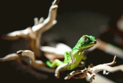 Iguana a Panama