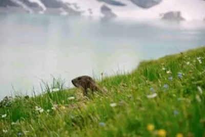 Marmotta