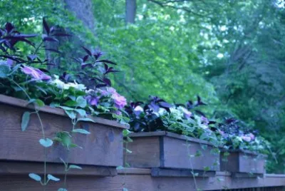 Flowering Window Boxes