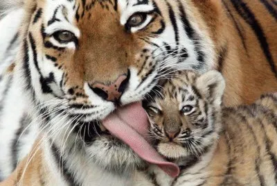 animais