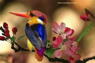 animais