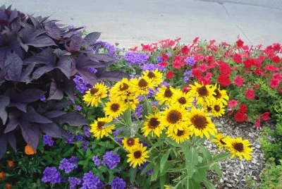 flores
