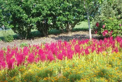 garden jigsaw puzzle