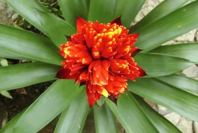 flores