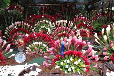 flores