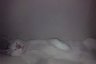 DURMIENDO A PATA SUELTA