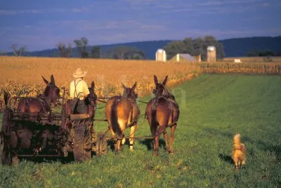 harvest time
