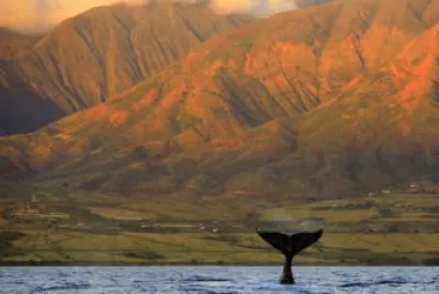 whale watching