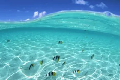 tropical fish
