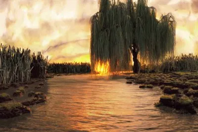 willow