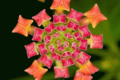 macro flower