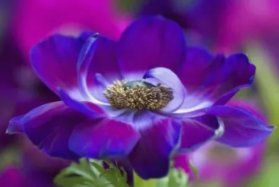 flores jigsaw puzzle