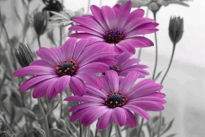 flores