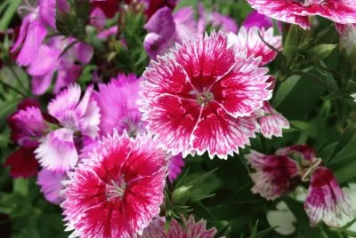 flores