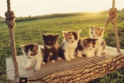 Gatinhos.