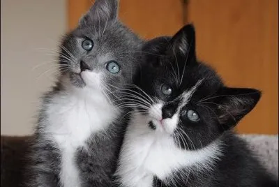 Gatinhos.