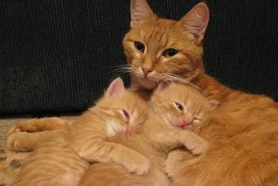 Gatinhos.
