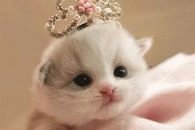 Gatinhos.