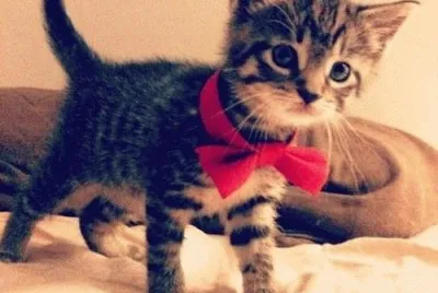 Gatinho.