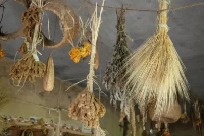 drying seeds