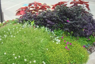 floresta