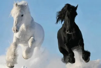 ANIMALES