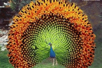 ANIMALES