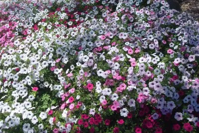 flores blancas