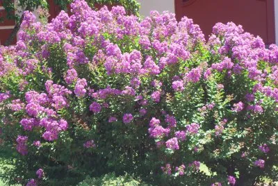 rosa jigsaw puzzle