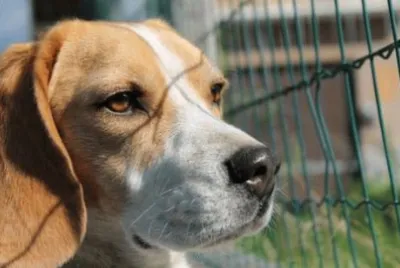 Pensieri di un beagle
