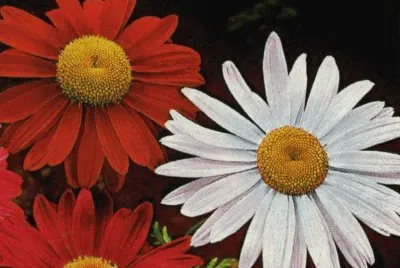 Margarides jigsaw puzzle