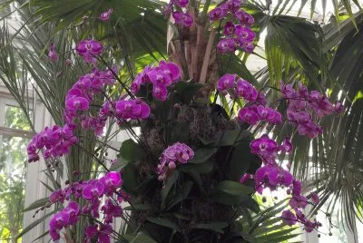 Orchid Show-New York Botanical Gardens