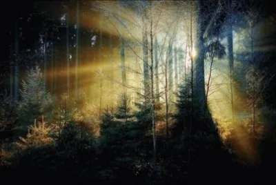 beautiful forests