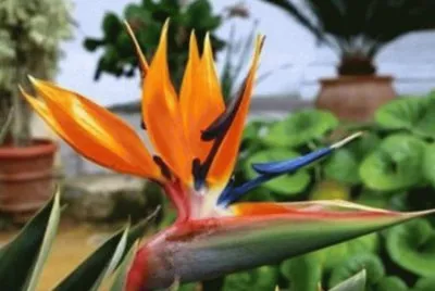 Ave del Paraiso - SudÃ¡frica jigsaw puzzle