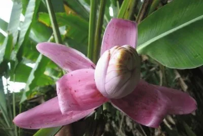 Banano ornamental - MÃ©xico jigsaw puzzle