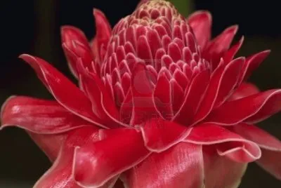 El bastÃ³n de emperador - Indonesia jigsaw puzzle