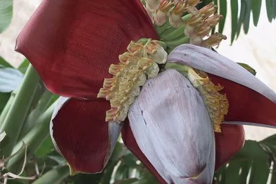 Flor del banano jigsaw puzzle