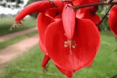 Flor del Ceibo - SudamÃ©rica jigsaw puzzle